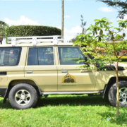 Safari Land cruiser Hardtop – 4×4 safari drive in East Africa