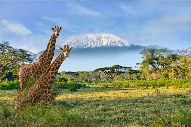 Giraffes in Mt Kilimanjaro backdrop in Amboseli National park